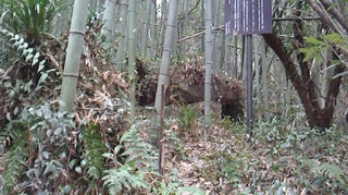 S__271630354.jpg